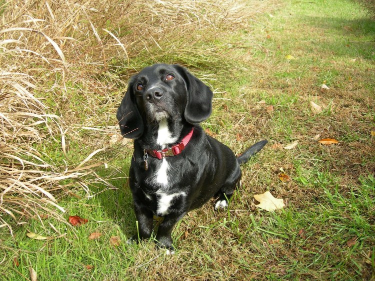 Метис шоколадного лабрадора