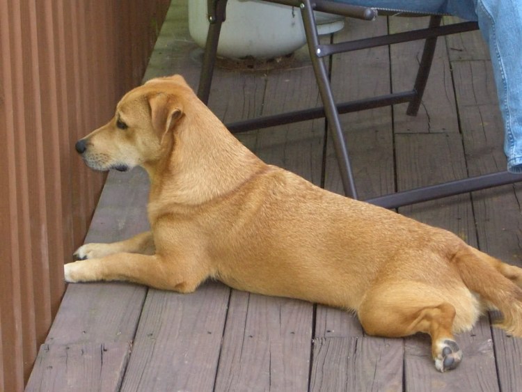 Лабрадор ретривер черный