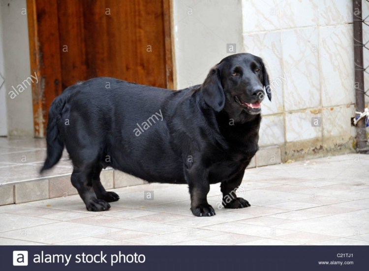 Помесь таксы и лабрадора