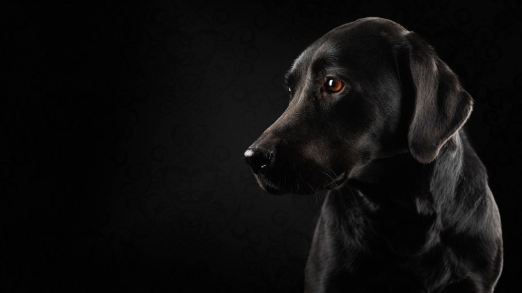 Простые силуэты животных