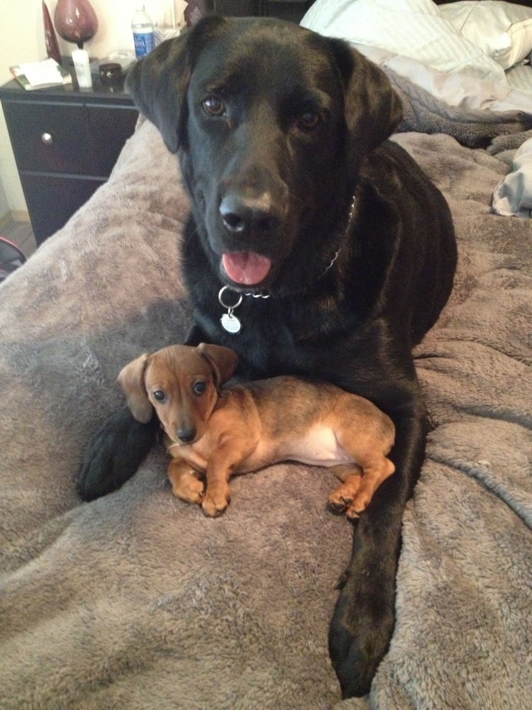 Смесь таксы и ретривера