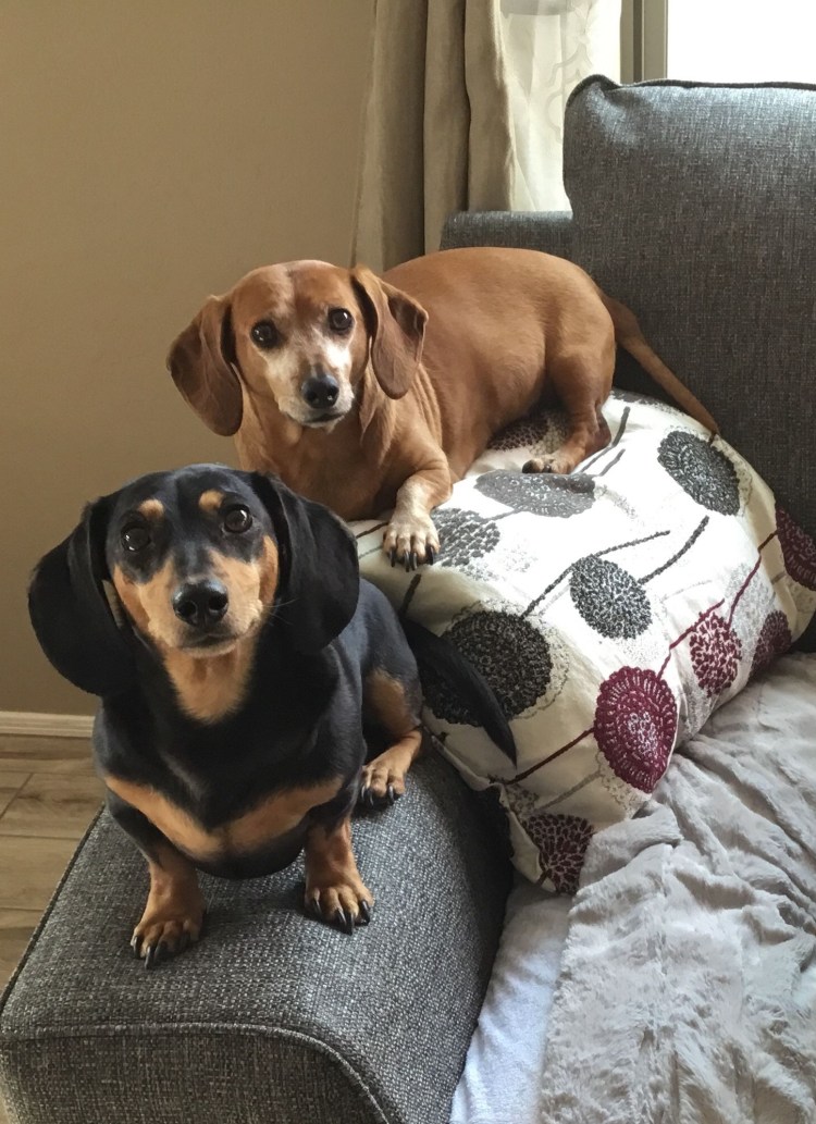 Лабрадор ретривер с таксой