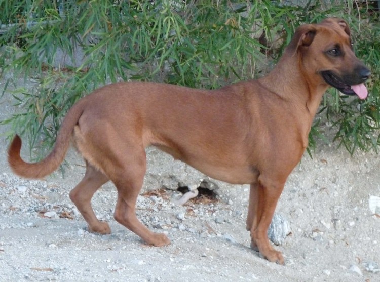 Такса и золотистый ретривер