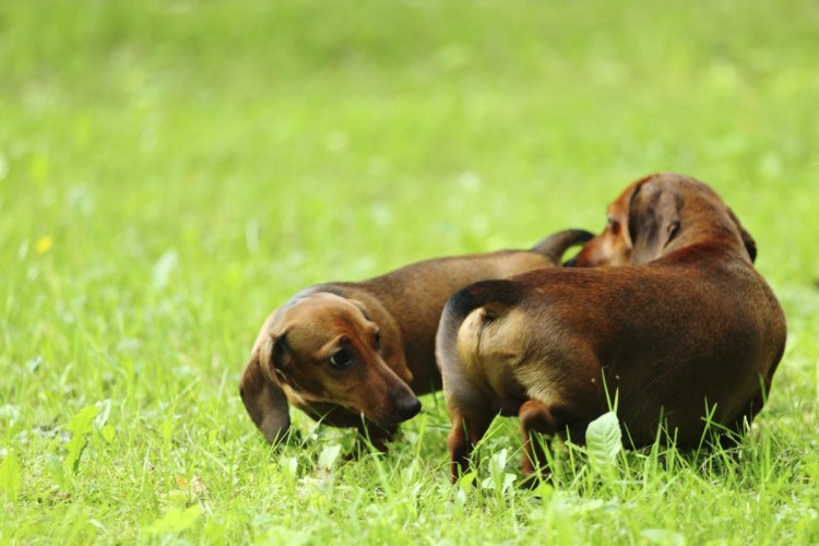 Такса спаниель