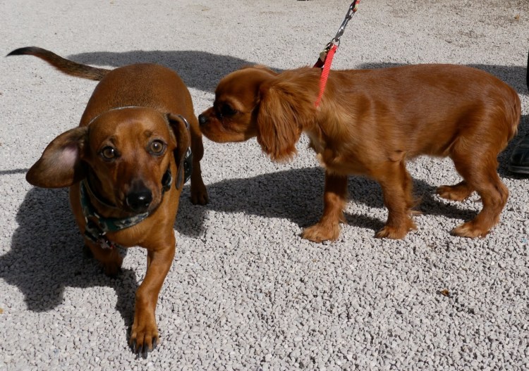 Собака на темном фоне