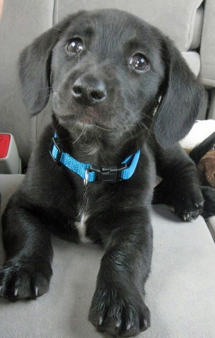 Метис таксы и лабрадора