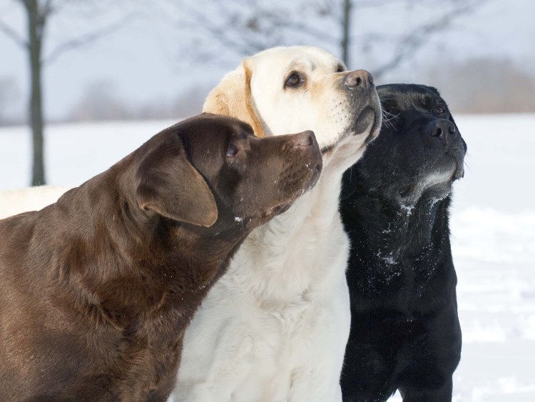 Лабрадор черный