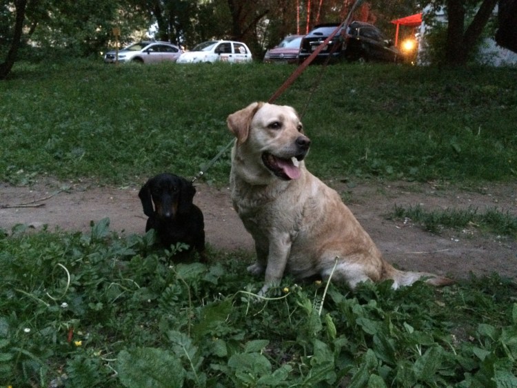 Веймаранер и лабрадор метис