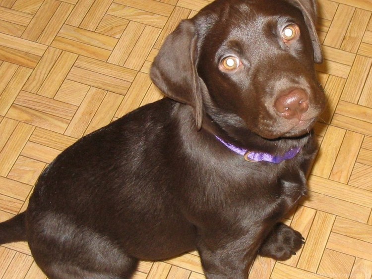 Лабрадор ретривер с таксой