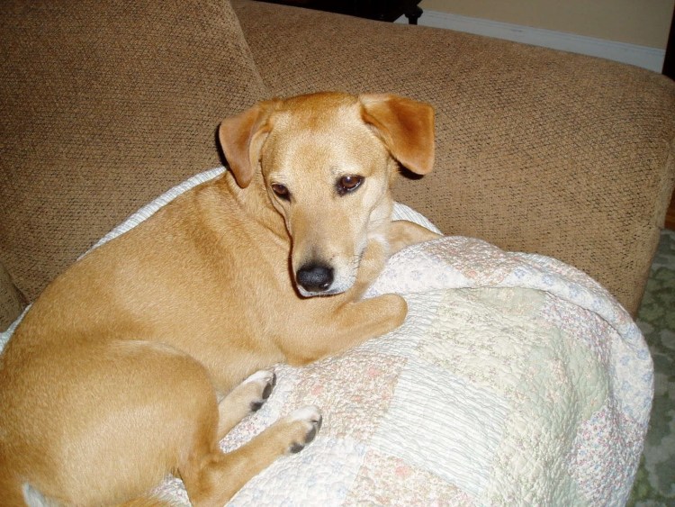 Пинчер спаниель