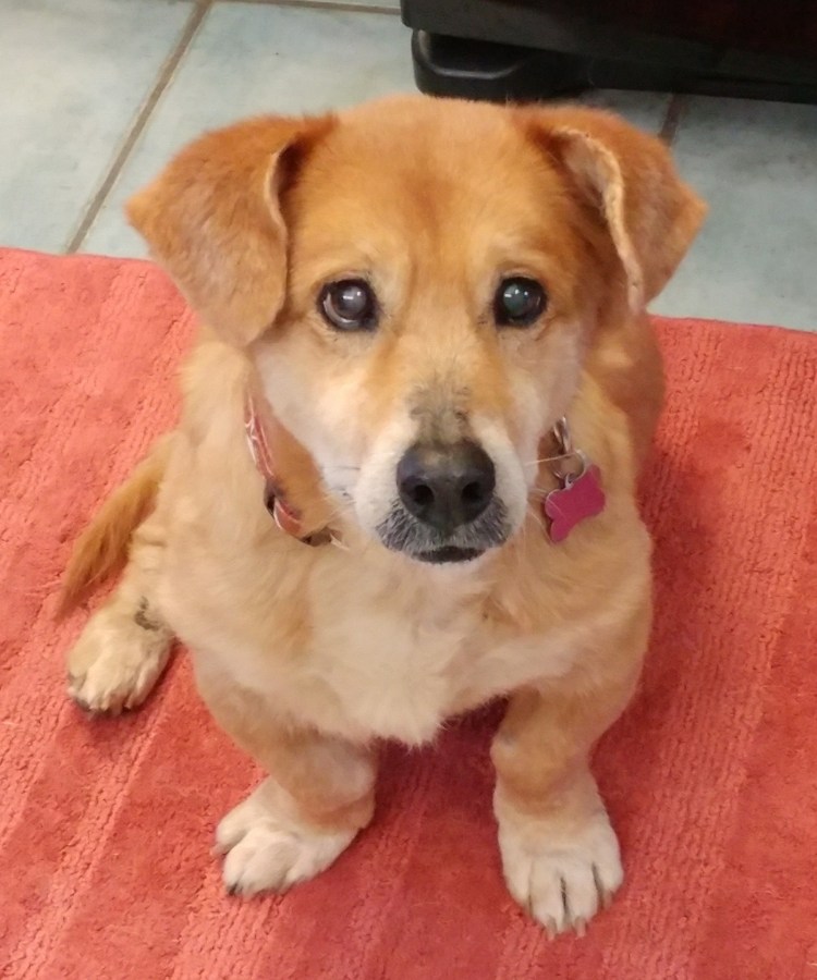 Такса собака