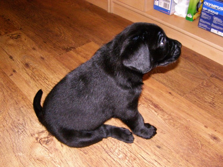 Метис МОПСА И таксы