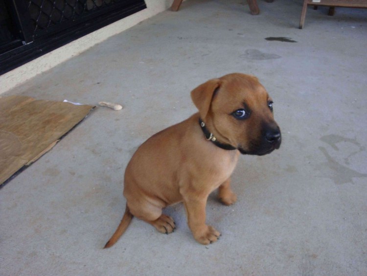 Щенки светлой таксы