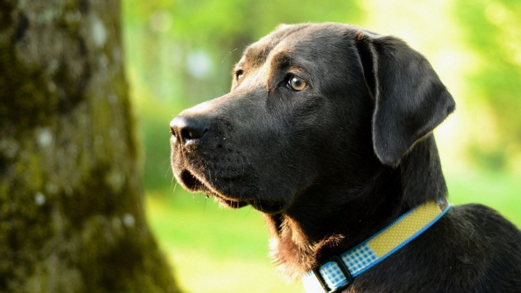 Метис лабрадора и бигля