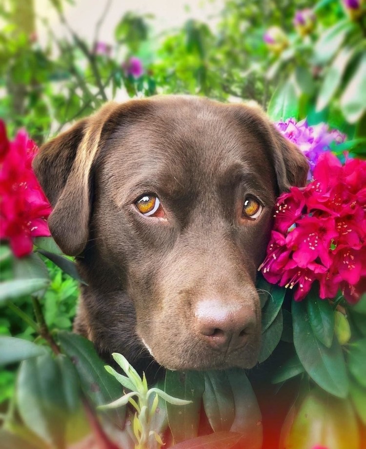 Американский черный лабрадор ретривер