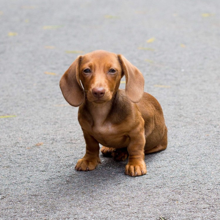 Розовый ретривер