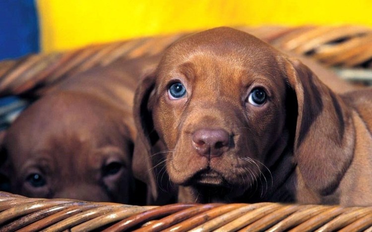 Лабрадор и такса вместе