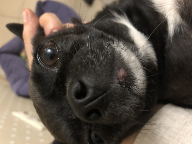 Выросты у животных бородавки грызунов