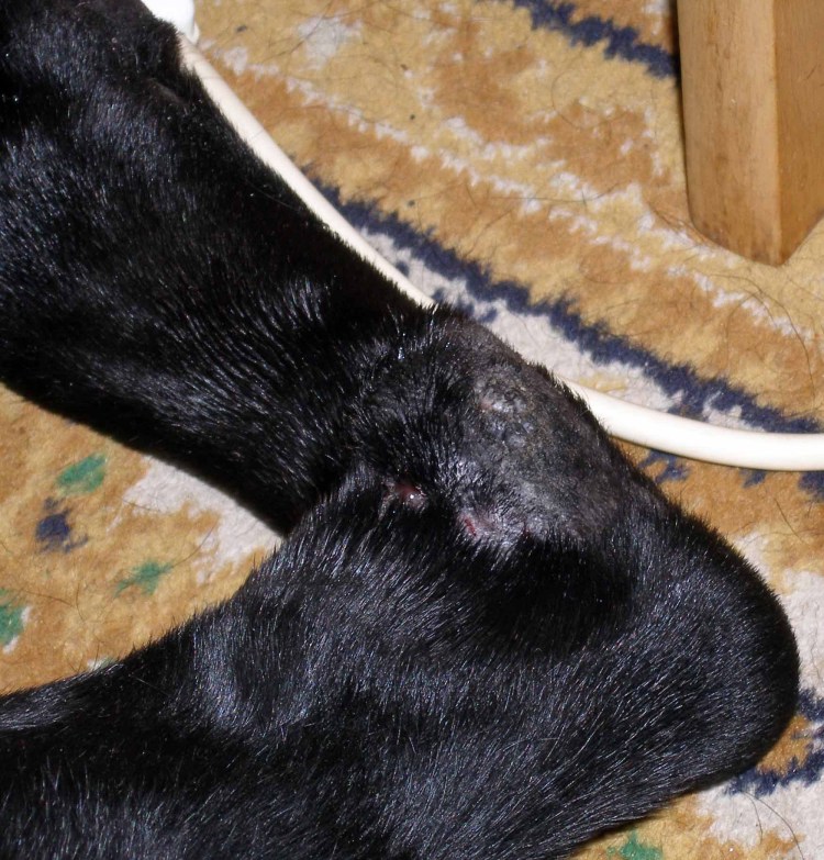 Акральный дерматит у собак