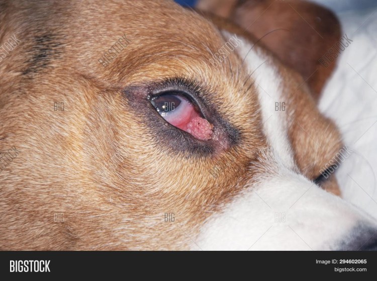 Красная волчанка у животных