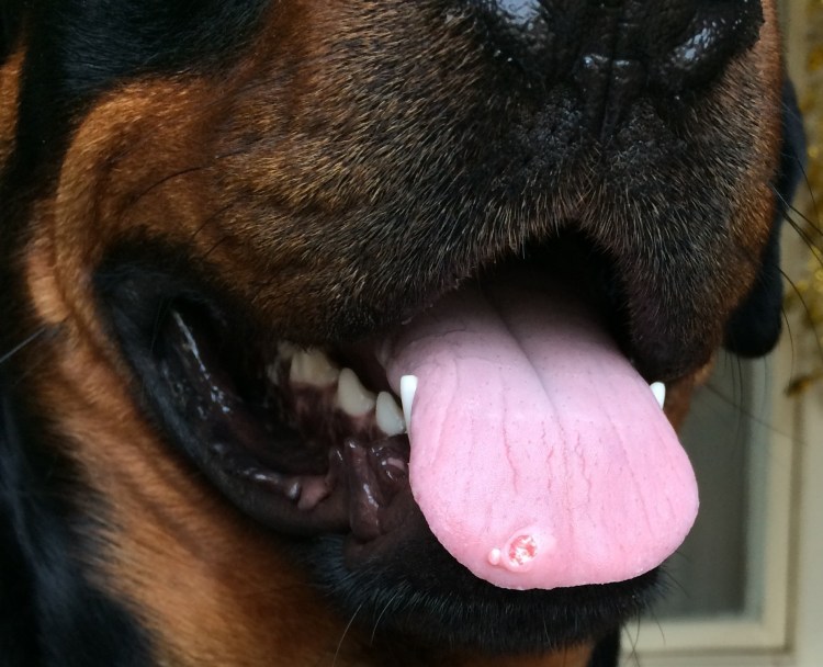 Воспаление подушечек лап