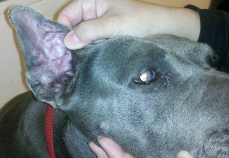 Листовидная пузырчатка у соба