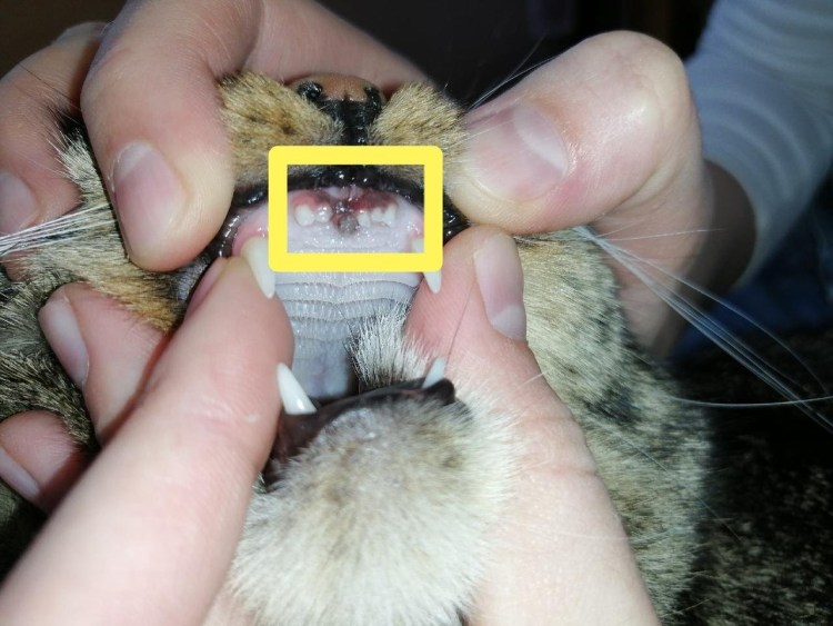 Клещеобразный прикус у собак