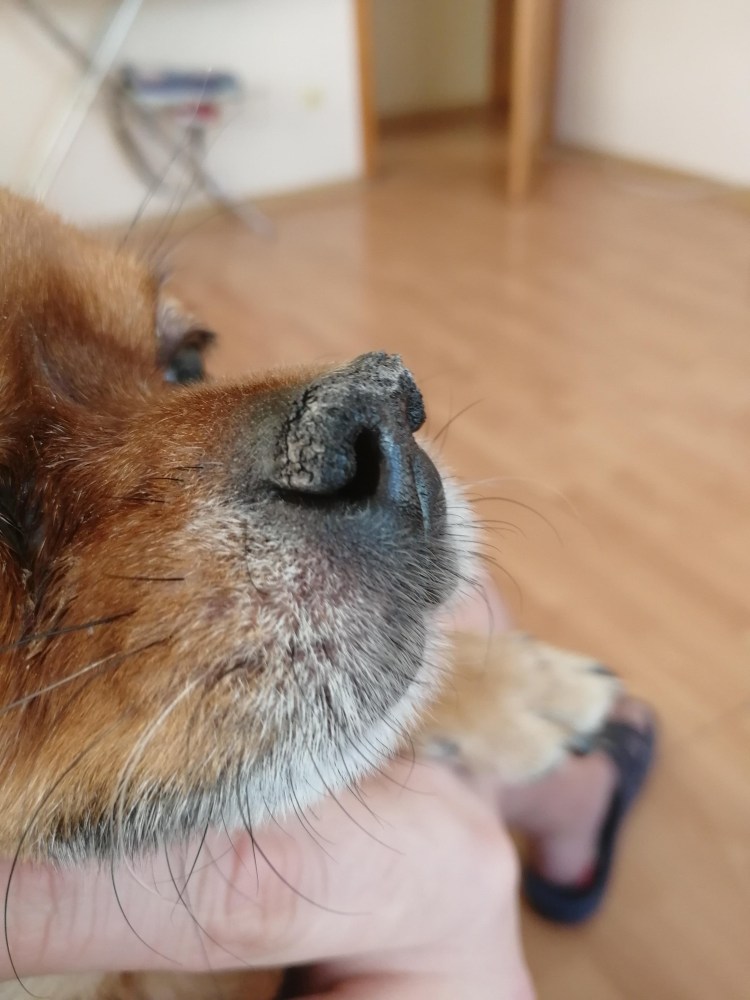 Аденома третьего века французский бульдог