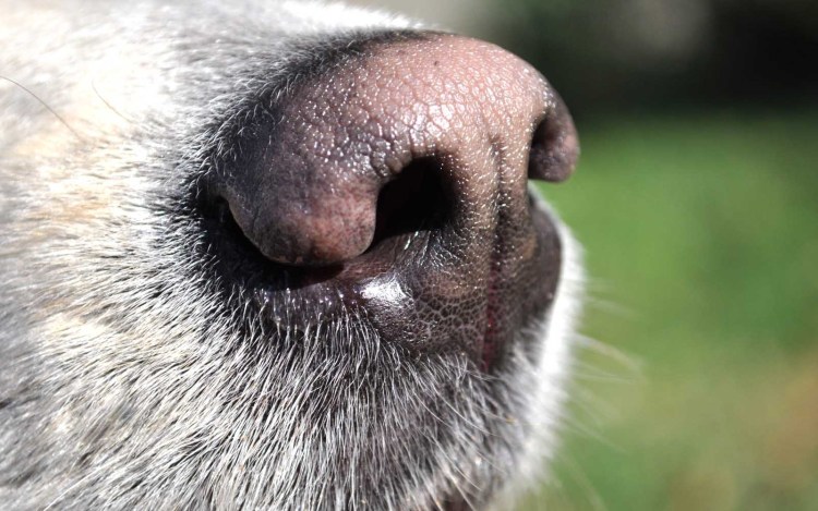 Лапа собаки