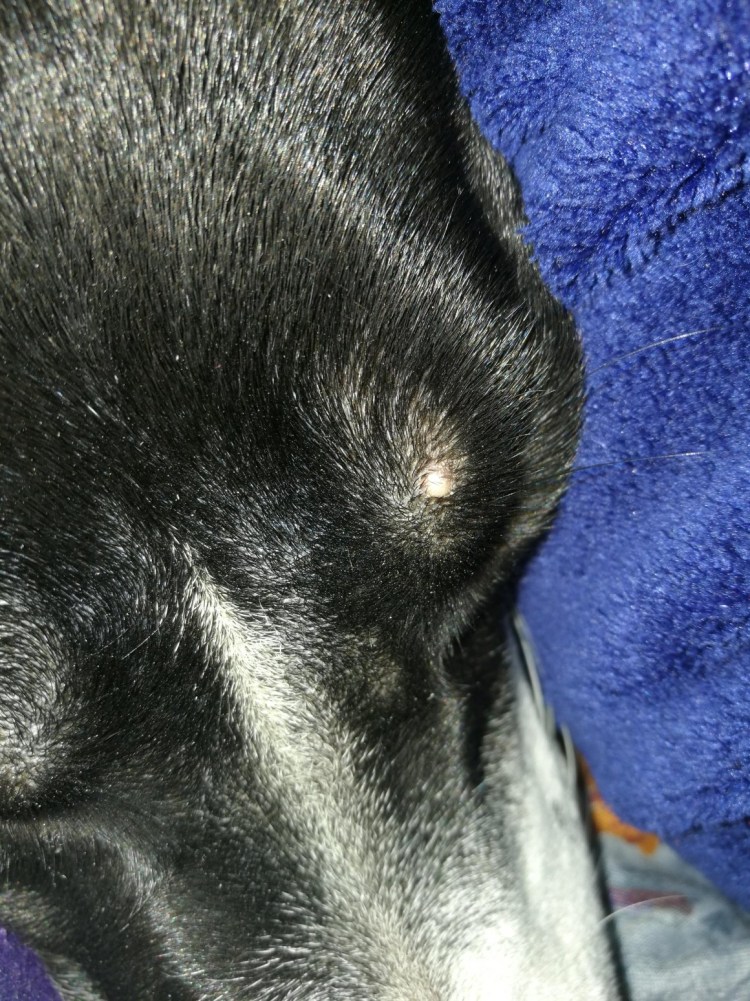 Зубы Йоркширский терьер