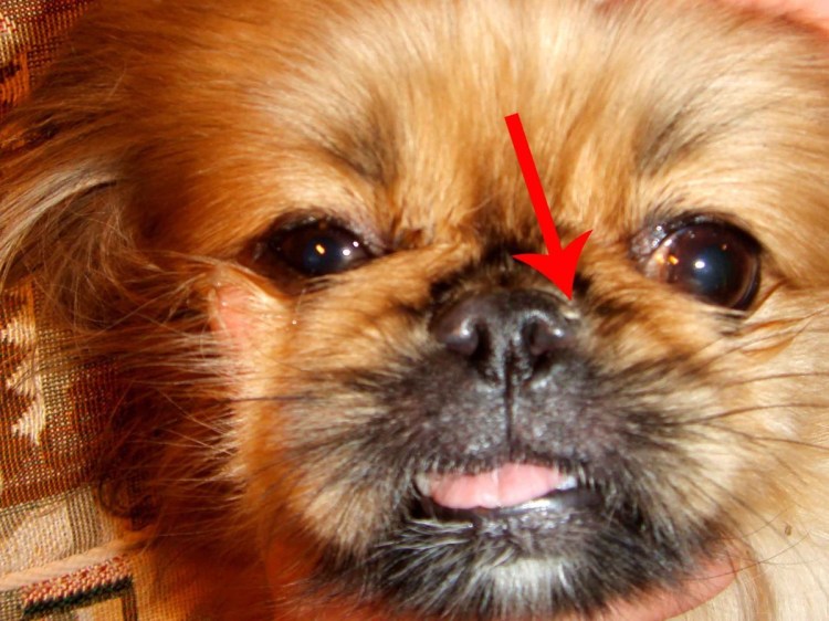 Зубы померанского шпица в 8 месяцев