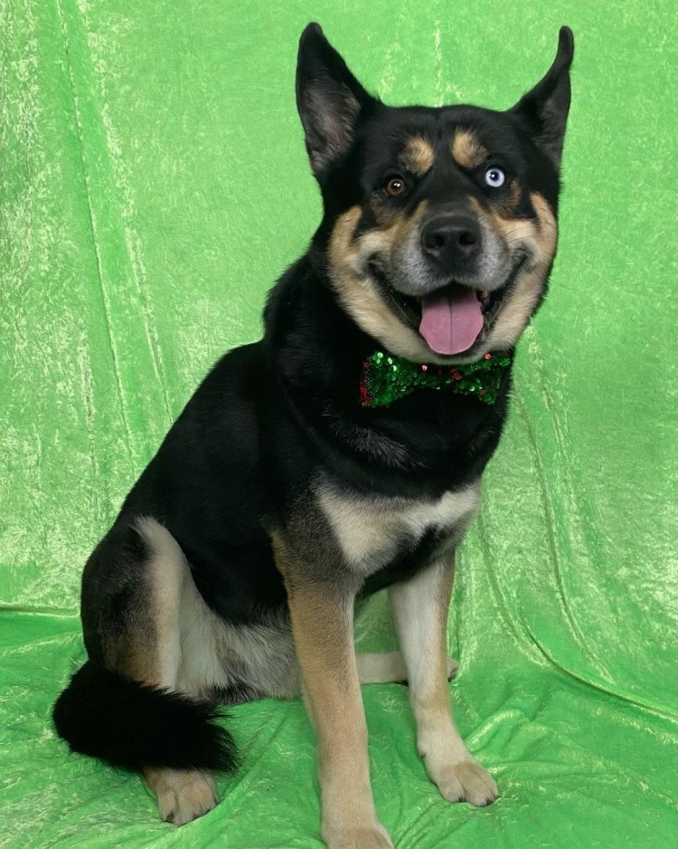 Помесь ротвейлера и хаски