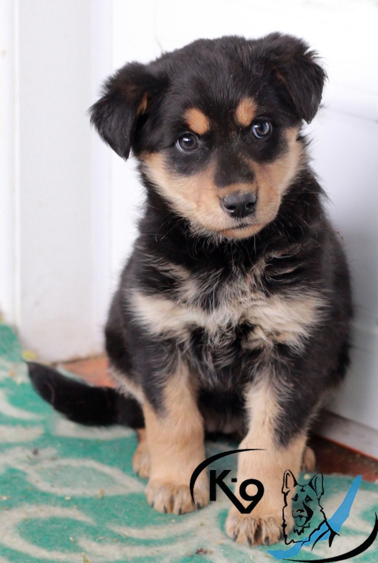 Метис ротвейлера и дворняги