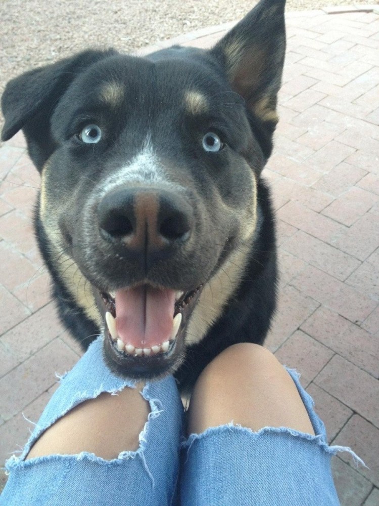 Ротвейлер и хаски