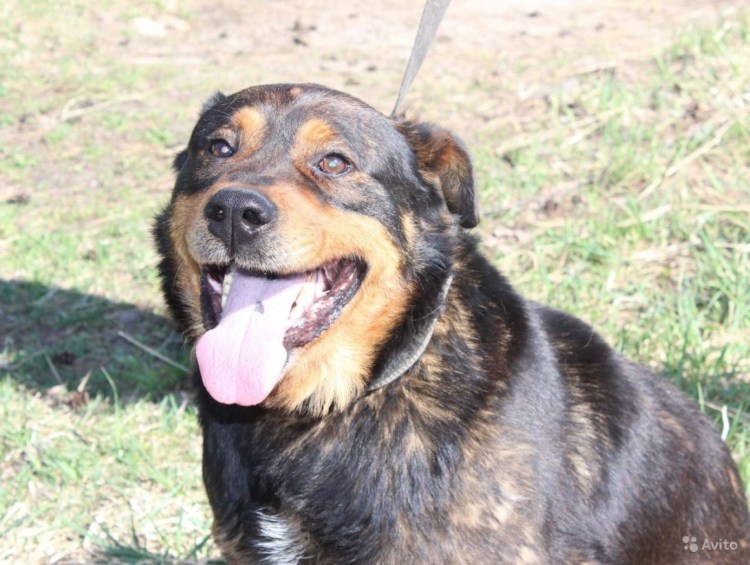 Метис хаски и ротвейлера