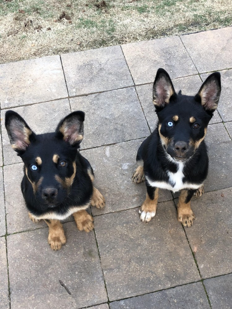 Помесь корги и добермана