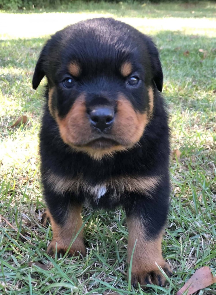 Помесь ротвейлера