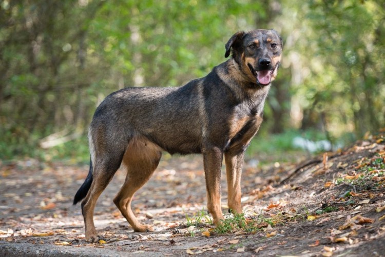 Помесь ротвейлера и малинуа
