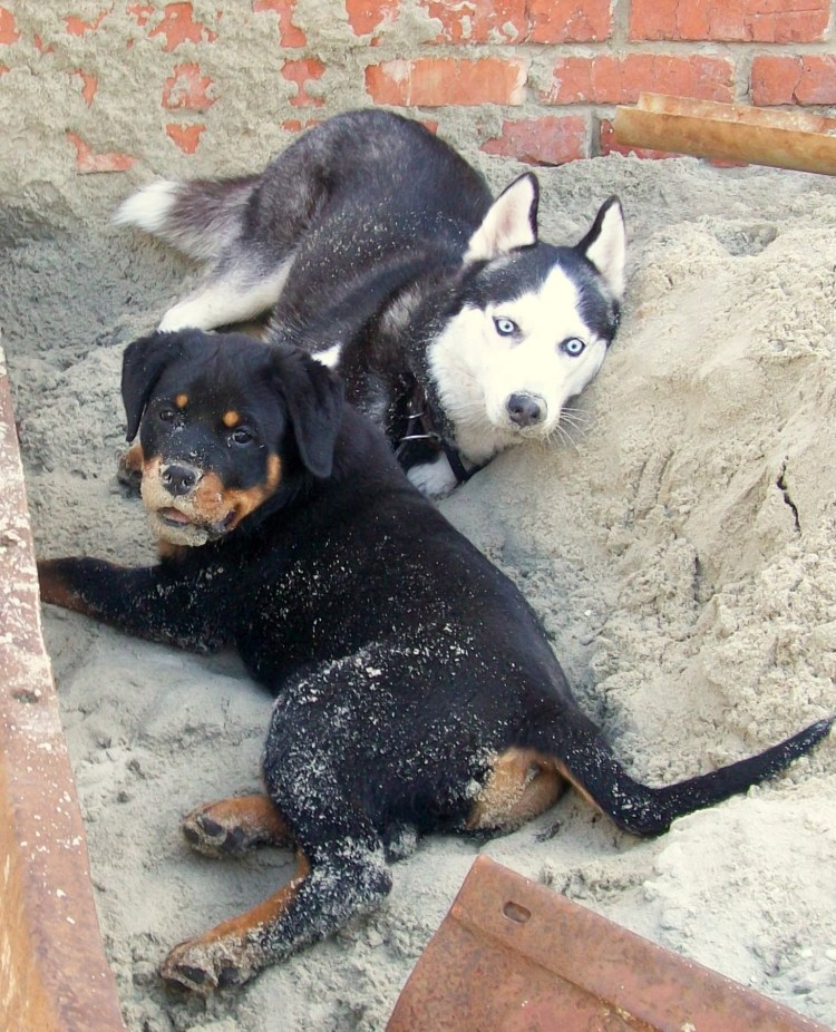 Помесь ротвейлера и хаски