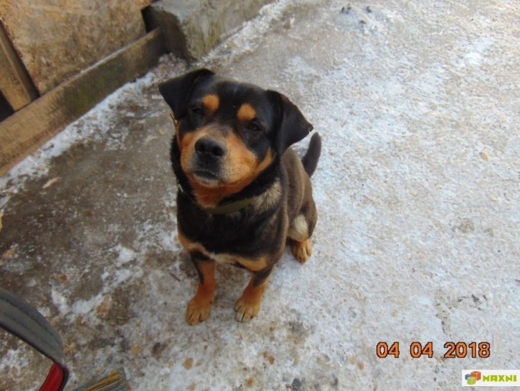 Щенки ротвейлера помесь с дворнягой