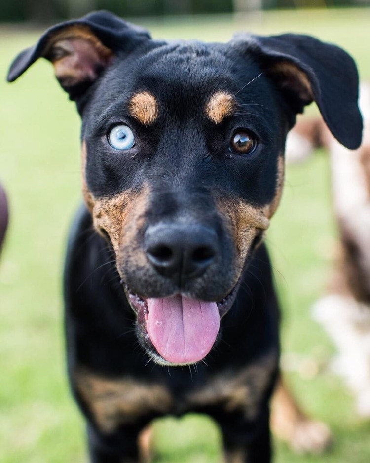 Ротвейлер и хаски