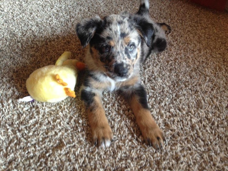 Если скрестить ротвейлера с хаски