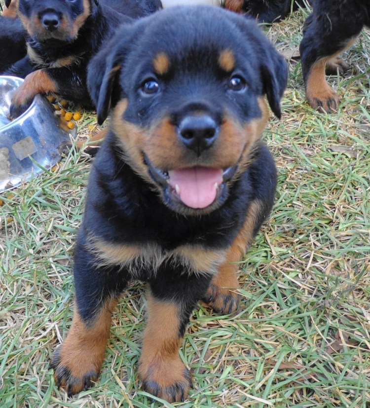 Помесь ротвейлера