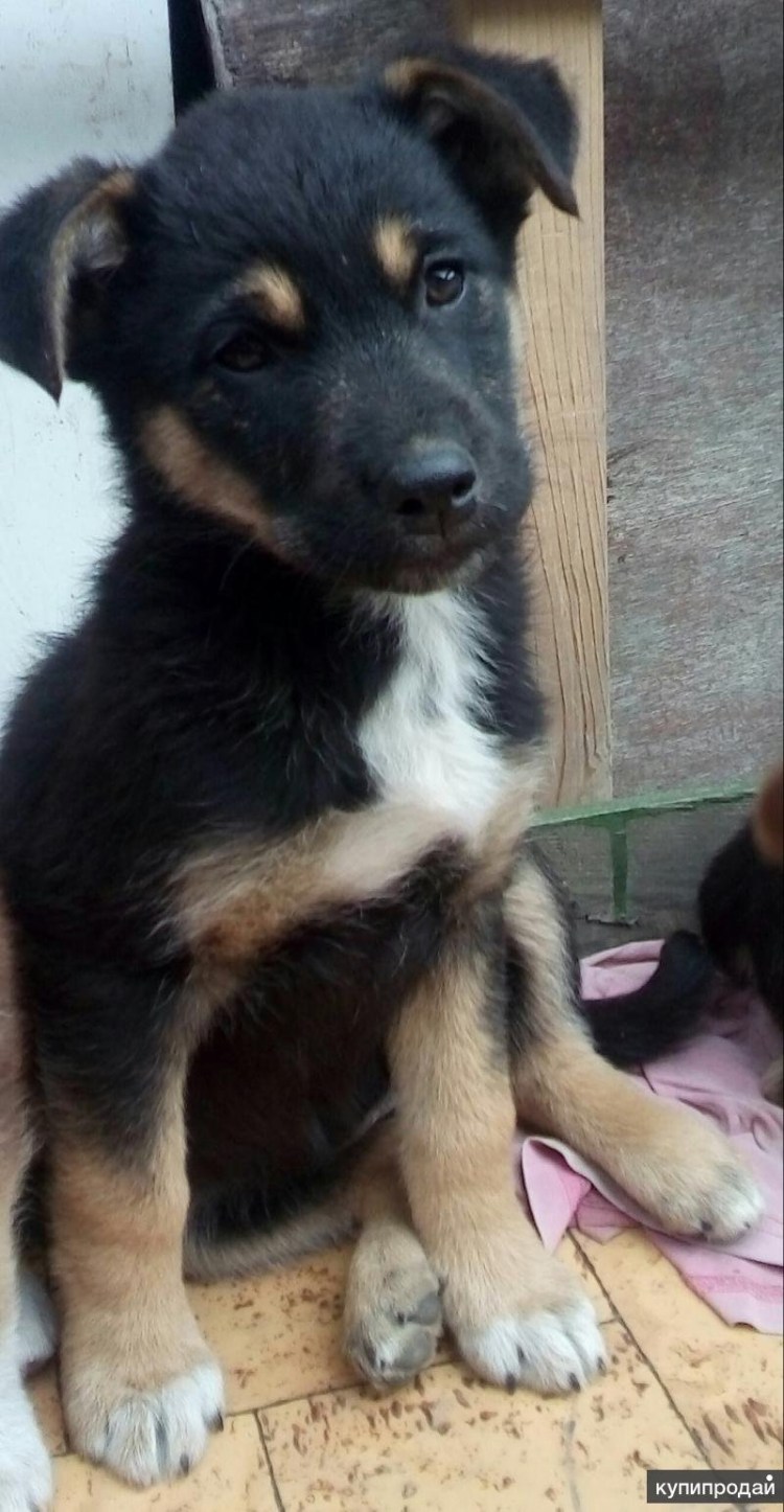 Метис овчарки дворняшуа