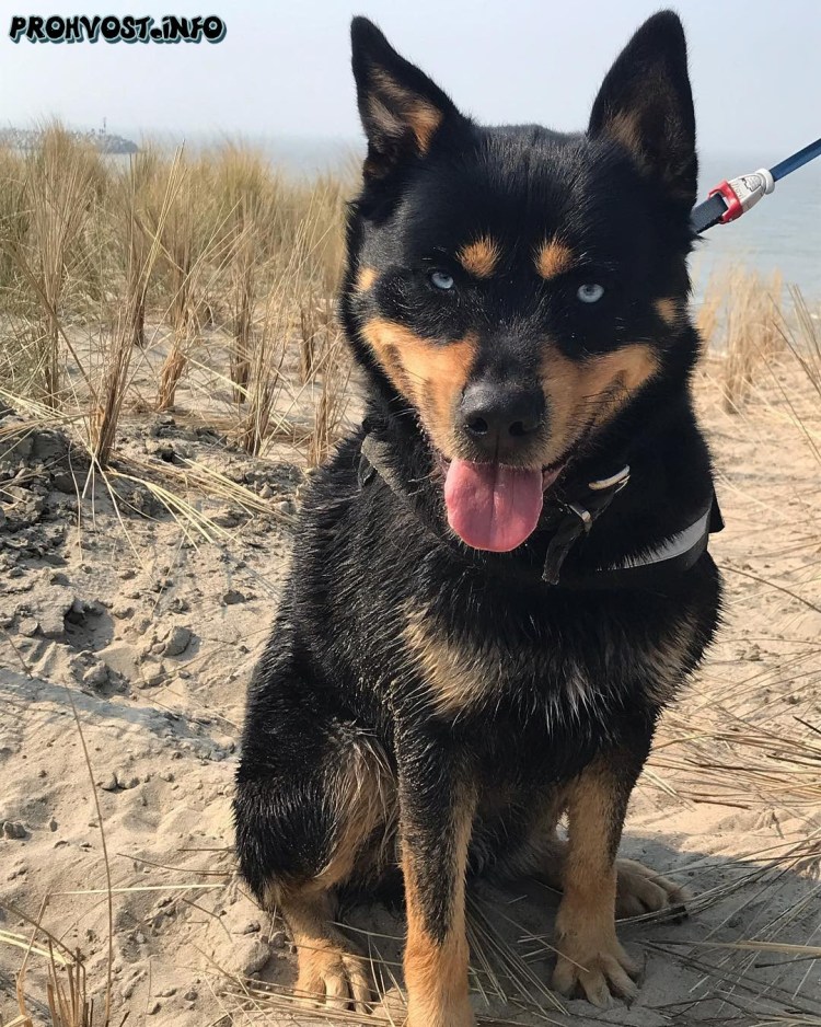 Метис хаски и ротвейлера