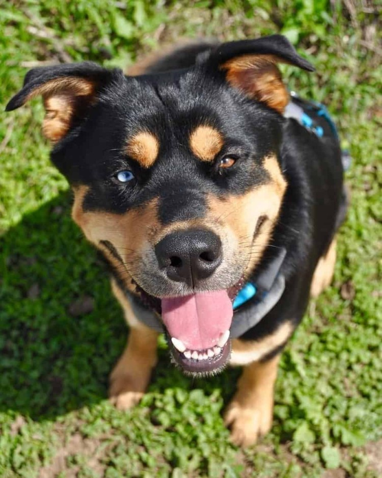 Husky Rottweiler Mix