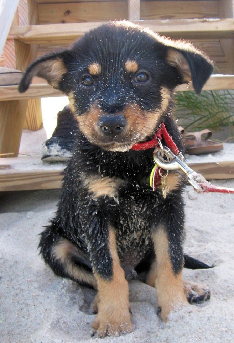 Метис хаски и ротвейлера