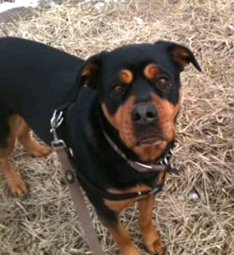 Доберман Стаффорд ротвейлер питбуль