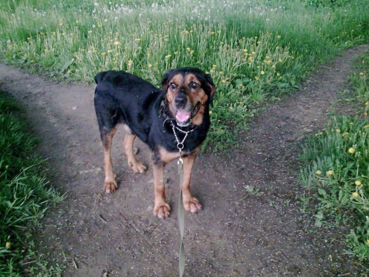 Метис ротвейлера и дворняги