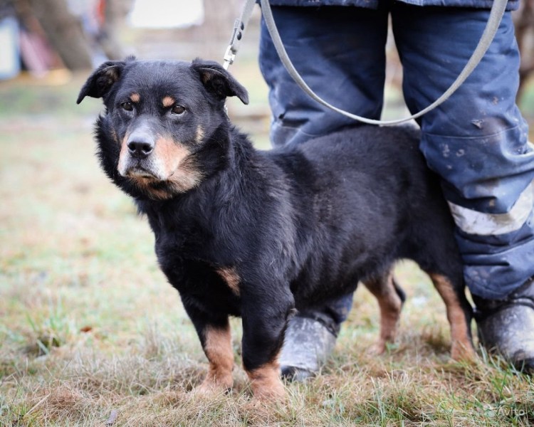 Щенок ротвейлера помесь